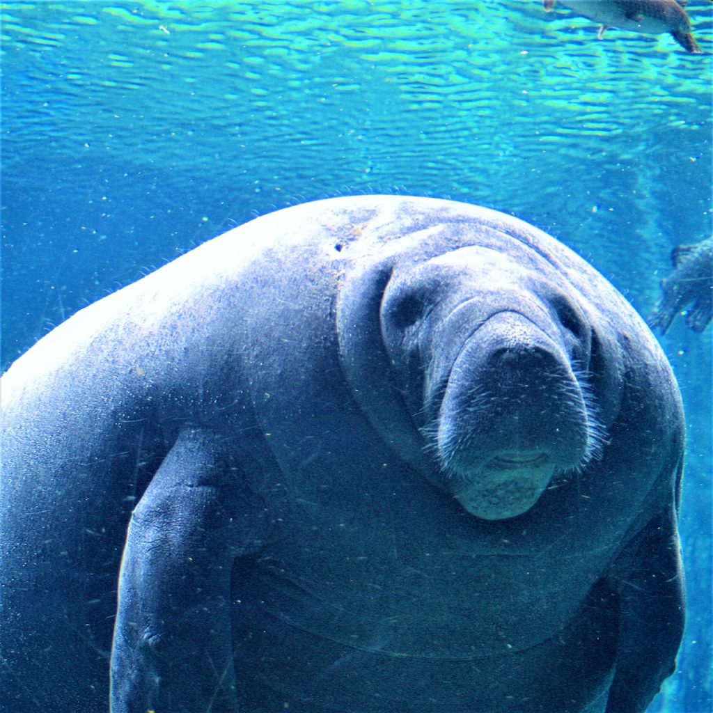 florida vacation with manatees