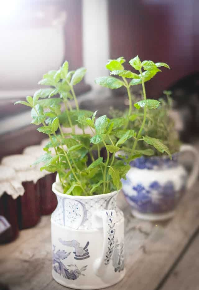 home decor herbs in window