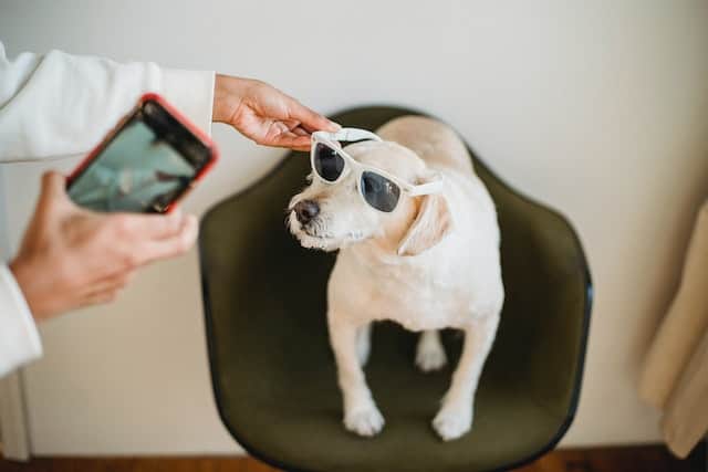 taking a picture on a phone of a dog