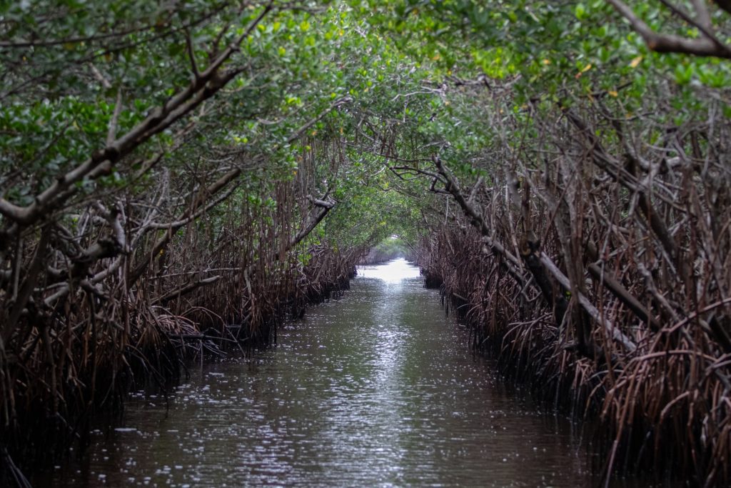 Everglades in florida, one of the Best things to do in miami