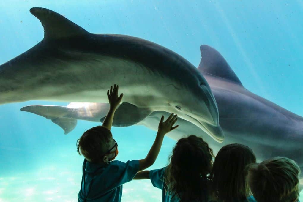 dolphins at sea world florida