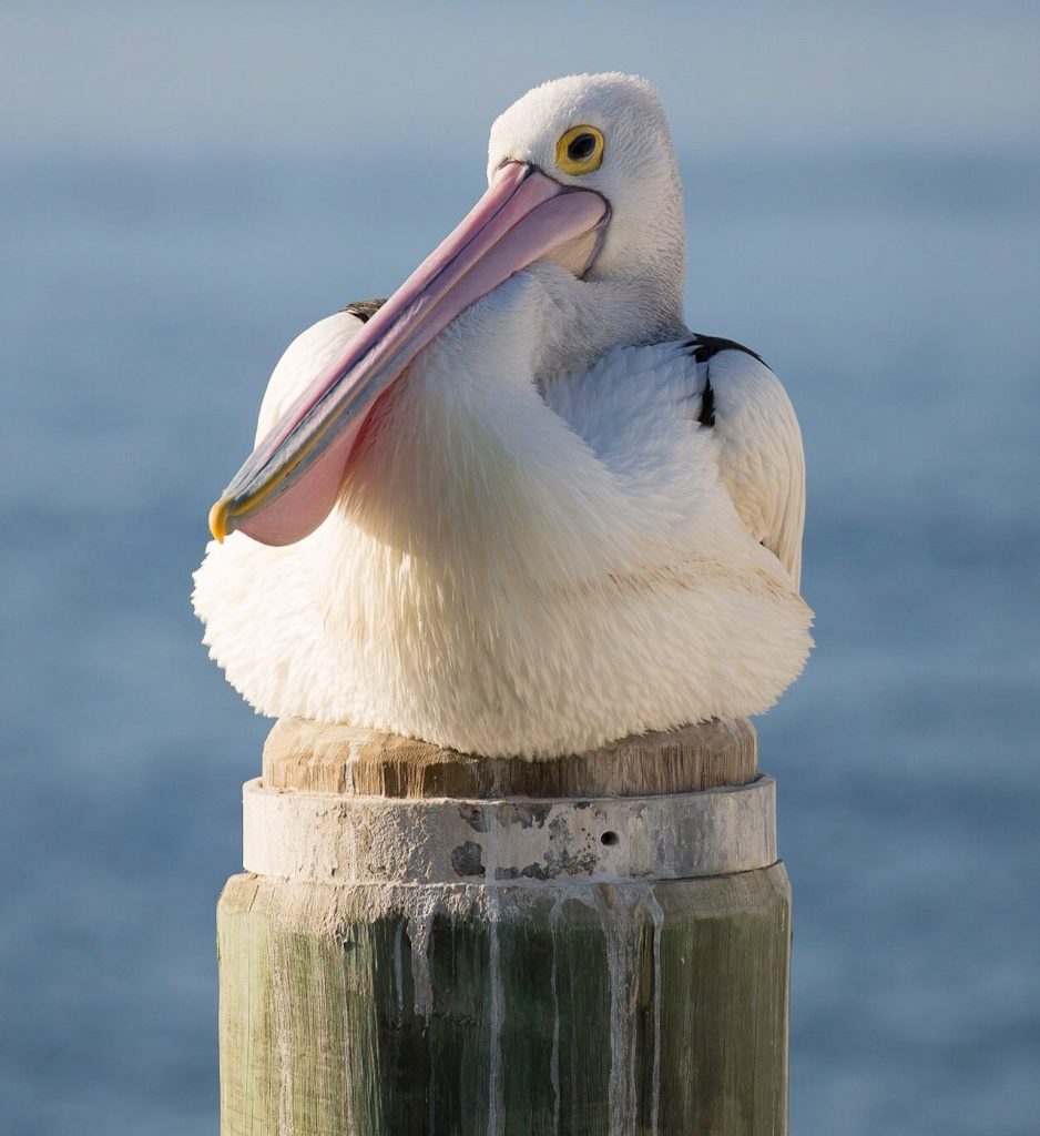 penguin florida beach