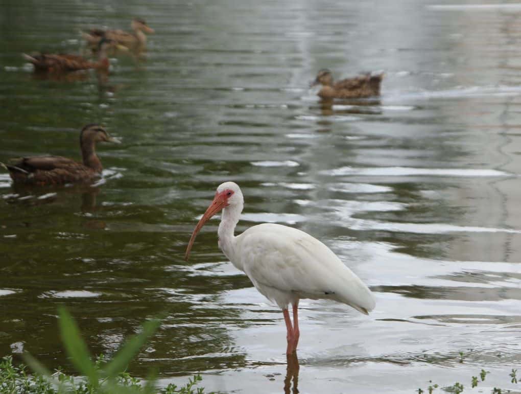 wildlife in florida